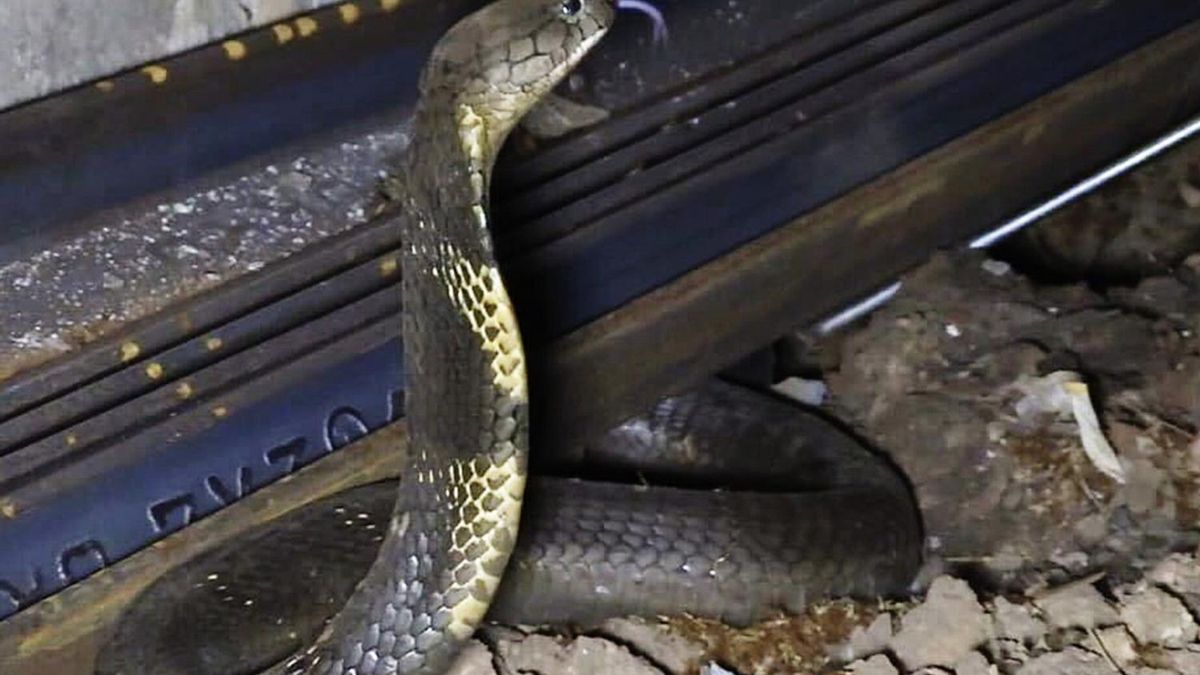 La actividad humana explica que los animales acaben subidos a vagones cargados de grano o fruta