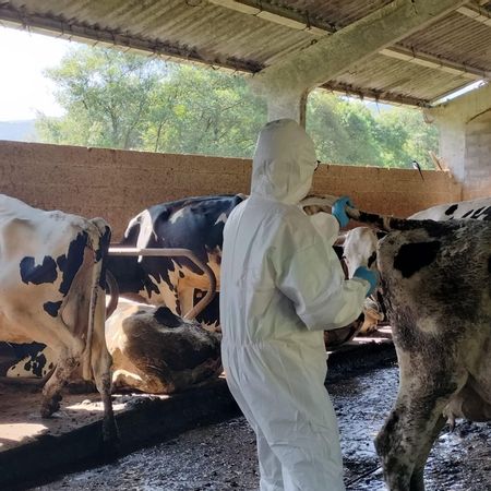 El Principado ha hecho caso omiso a todas las advertencias del Sindicato Veterinario Profesional de Asturias. En la imagen, un facultativo veterinario de Medio Rural, en plena actividad laboral.