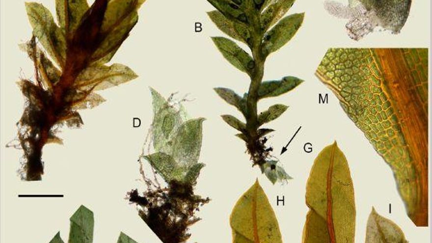 Un grupo de investigadores de la Universidad de Murcia descubre una nueva especia de musgo localizada en Canarias