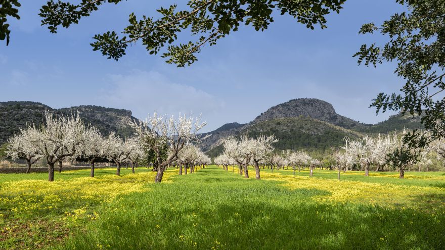 Esta es la época de “Sakura” en Cataluña: la floración de los almendros llega temprano este año