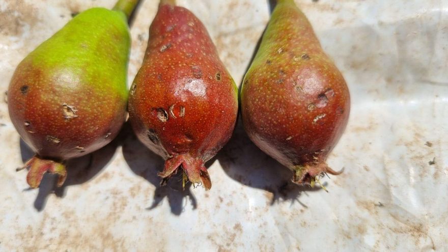 Castilla-La Mancha, la comunidad más afectada por el pedrisco en mayo, con daños en 57.000 hectáreas agrarias