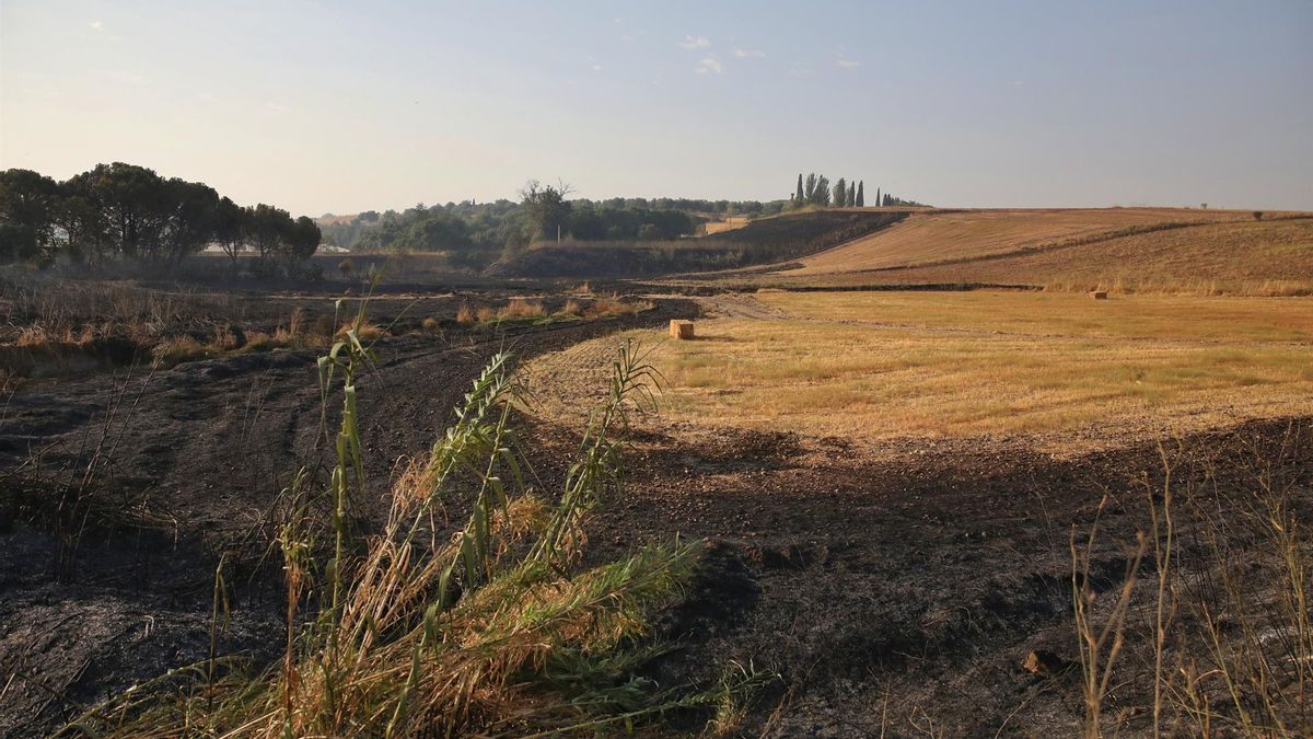 Zona calcinada por el incendio en Alberche del Caudillo (Toledo) que obligó a confinar a la población de Calera y Chozas