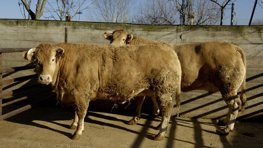 Arranca la vacunación de 44.000 reses de Gipuzkoa contra la dermatosis y sigue la presión para hacerlo en Álava y Bizkaia