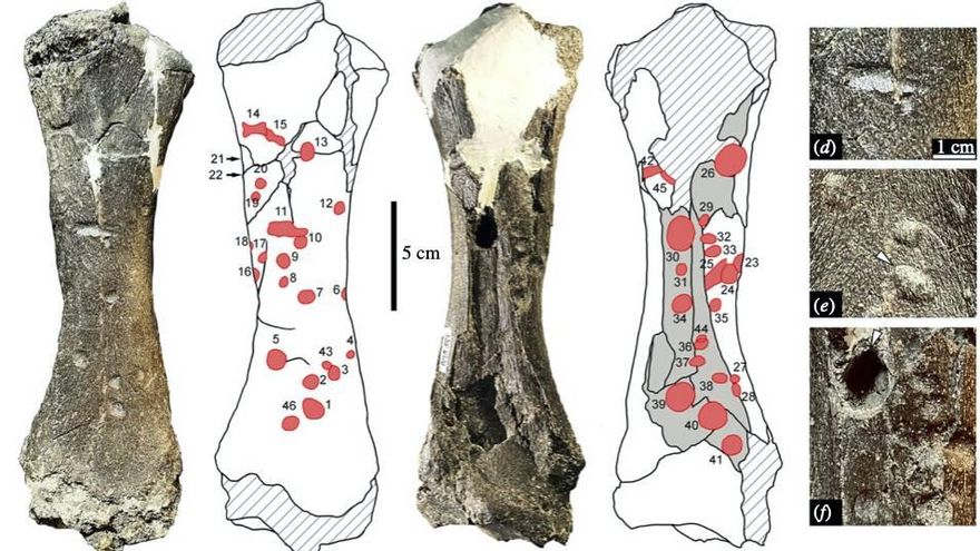 Tibia izquierda del perezoso Pseudoprepotherium con 46 marcas de dientes del caimán Purussaurus. El fósil estuvo sin ser analizado durante más de diez años en el Museo de Historia Natural de Lima