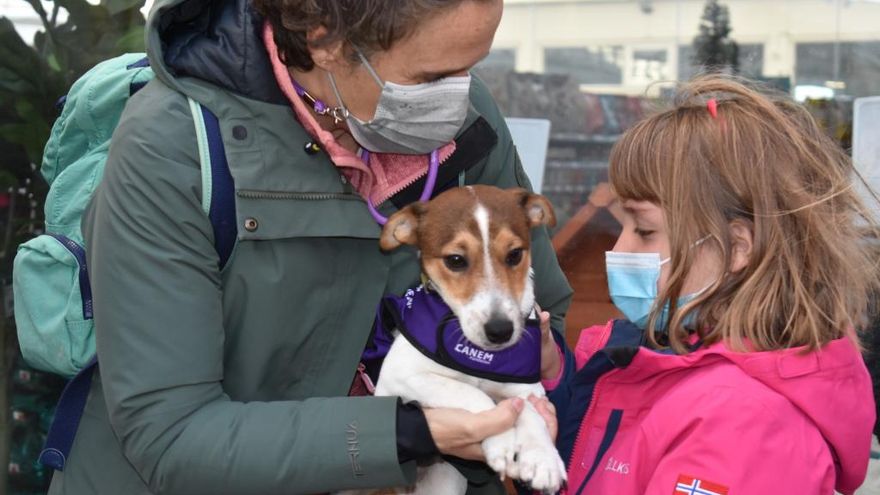 Ladridos que salvan vidas: perros de alerta médica para personas con diabetes y epilepsia