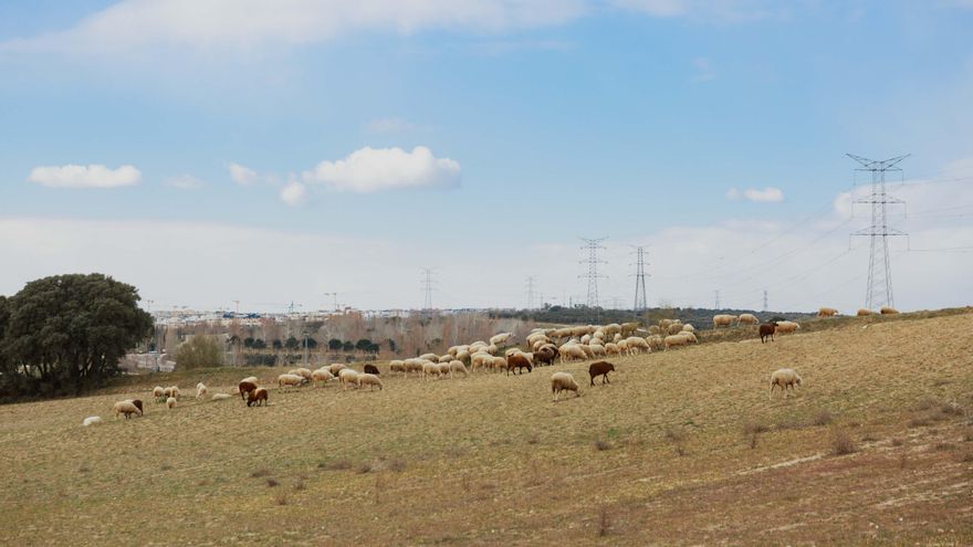 Ovejas pastorean en el Cerro del Baile