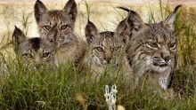 Lince ibérico. Foto: Ramón Perez de Ayala