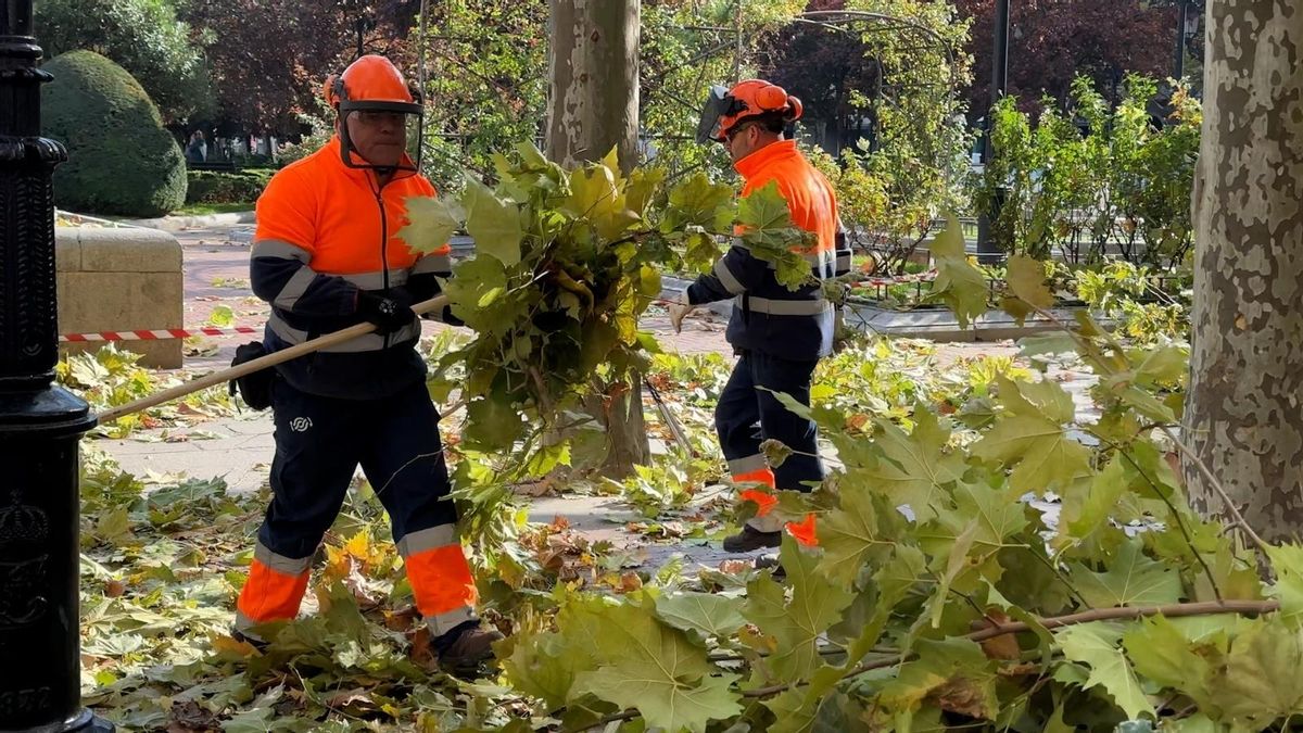 Comienza la poda de 20.000 árboles en Logroño