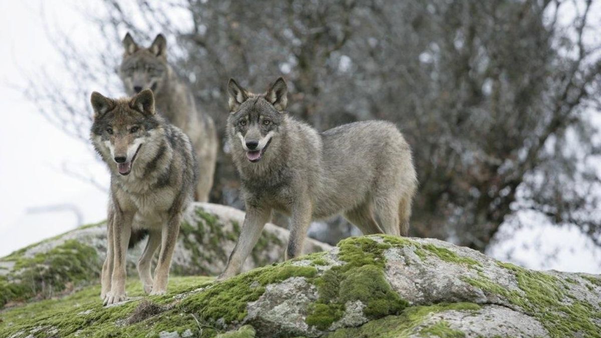 Podemos y Alianza Verde preguntan a Bruselas por la "muerte de 16 cachorros de lobo" en Cantabria