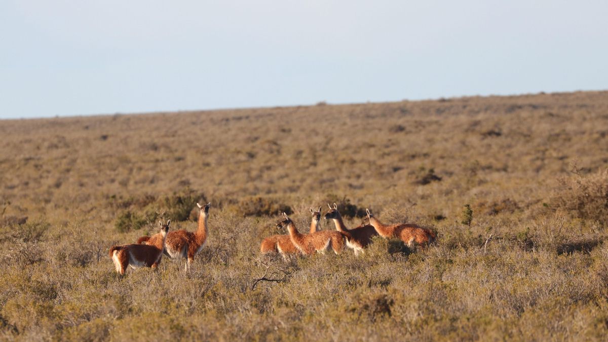 Mucho más que ballenas francas australes. Grupo de guanacos en Península de Valdés.