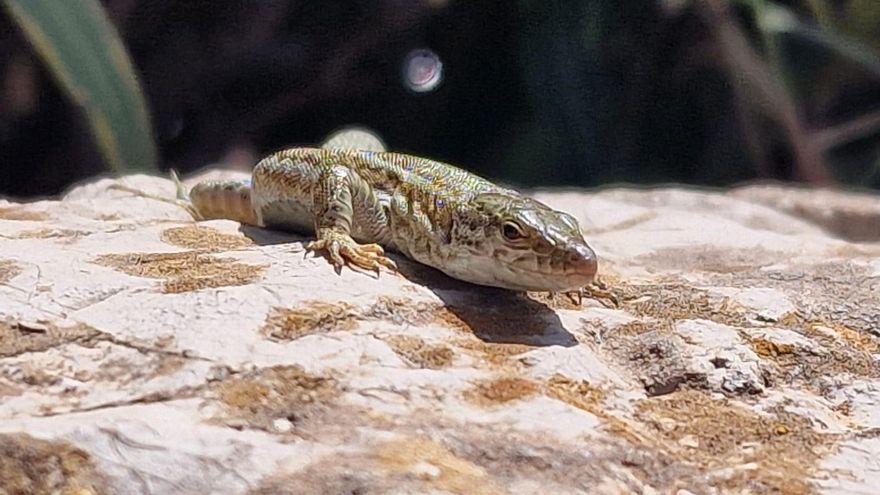 El alza de serpientes invasoras que llegan a Ibiza en árboles importados enciende las alarmas: "La batalla está perdida"