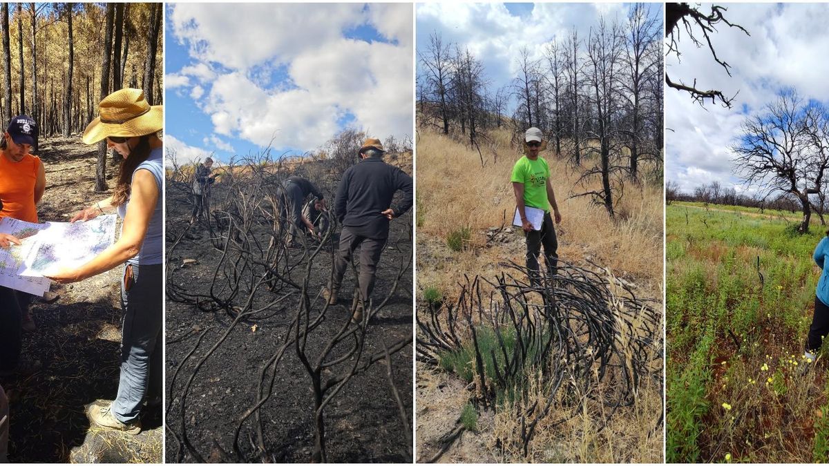Investigadores de la ULE analizan los incendios de 2025 un año después.