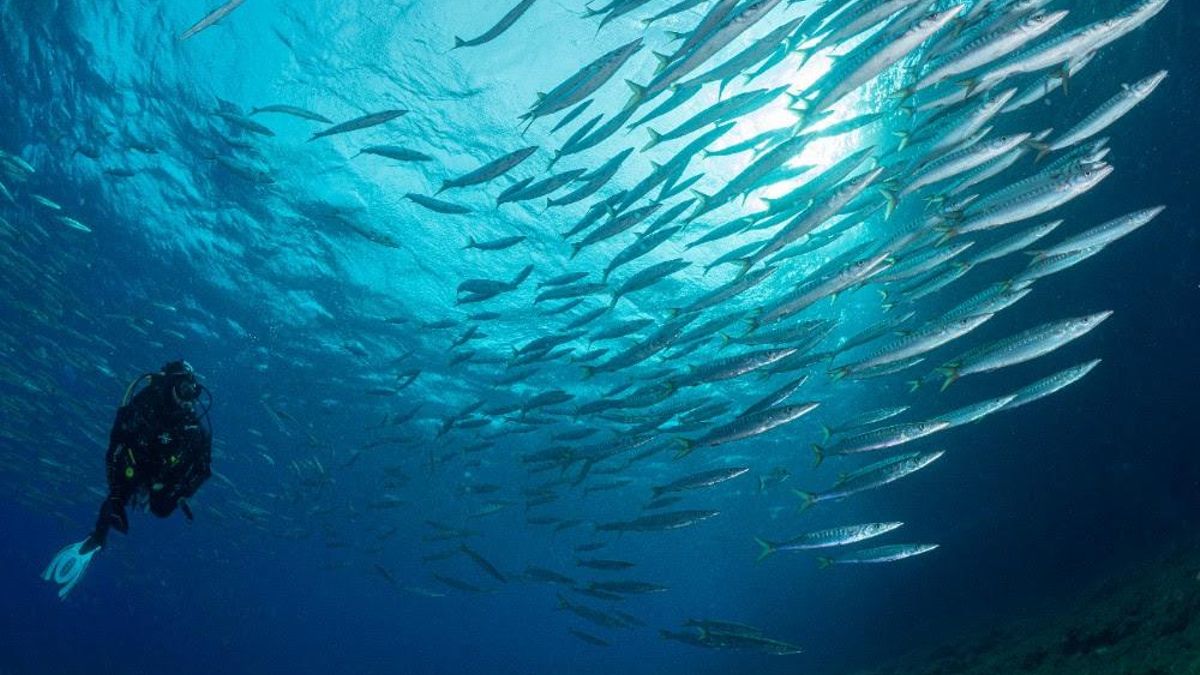 Banco de barracudas en la reserva marina del Toro, en Mallorca