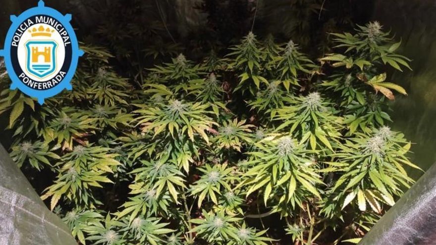Investigan a un hombre de 52 años en Ponferrada por cultivar marihuana en un armario.