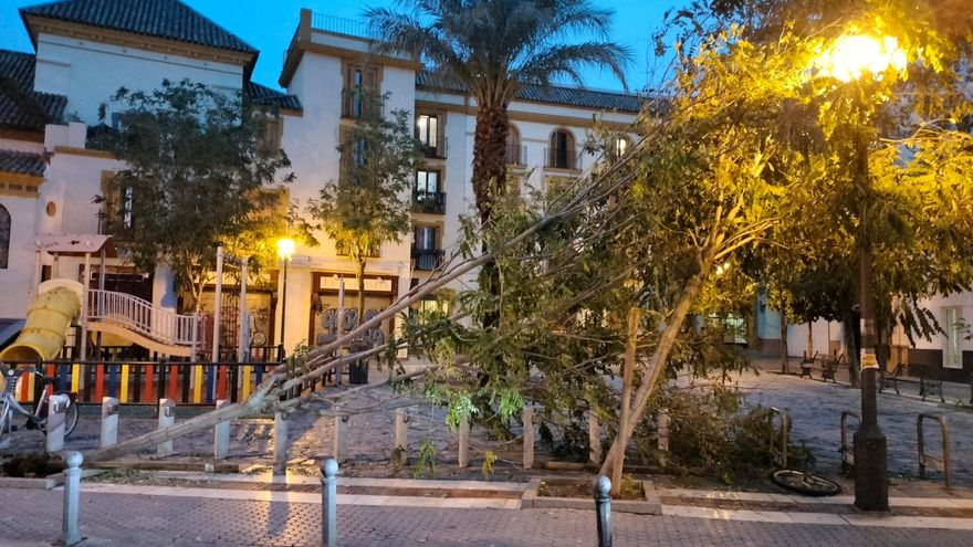 Caída de árboles en cadena en la Plaza de San Juan de La Palma