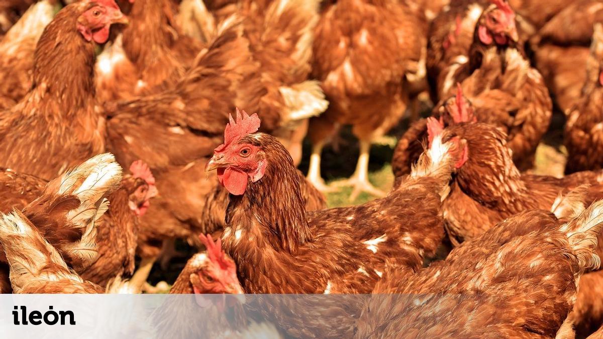 Autorizan a Huevos León a duplicar la capacidad de su macrogranja de ...