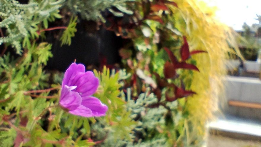 Plantas en la zona del jardín de los sentidos