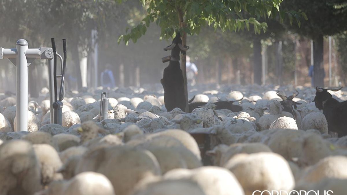 Radiografía de la trashumancia en España: diversidad de pastores con retos compartidos