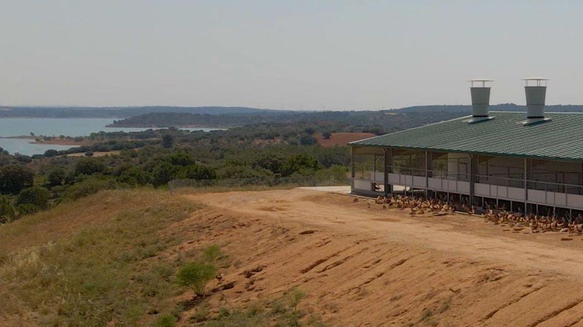 Ecologistas critican la autorización a una granja de un millón de gallinas en San Clemente (Cuenca)