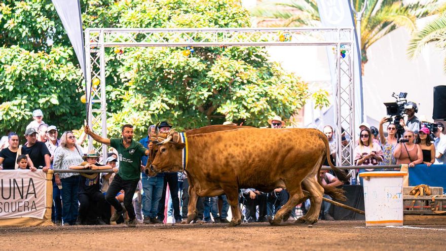 Llega la Gran Final del Concurso de Arrastre de Ganado