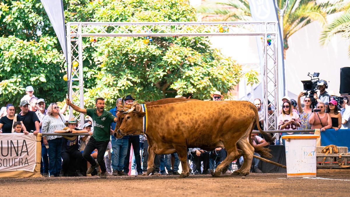Llega la Gran Final del Concurso de Arrastre de Ganado