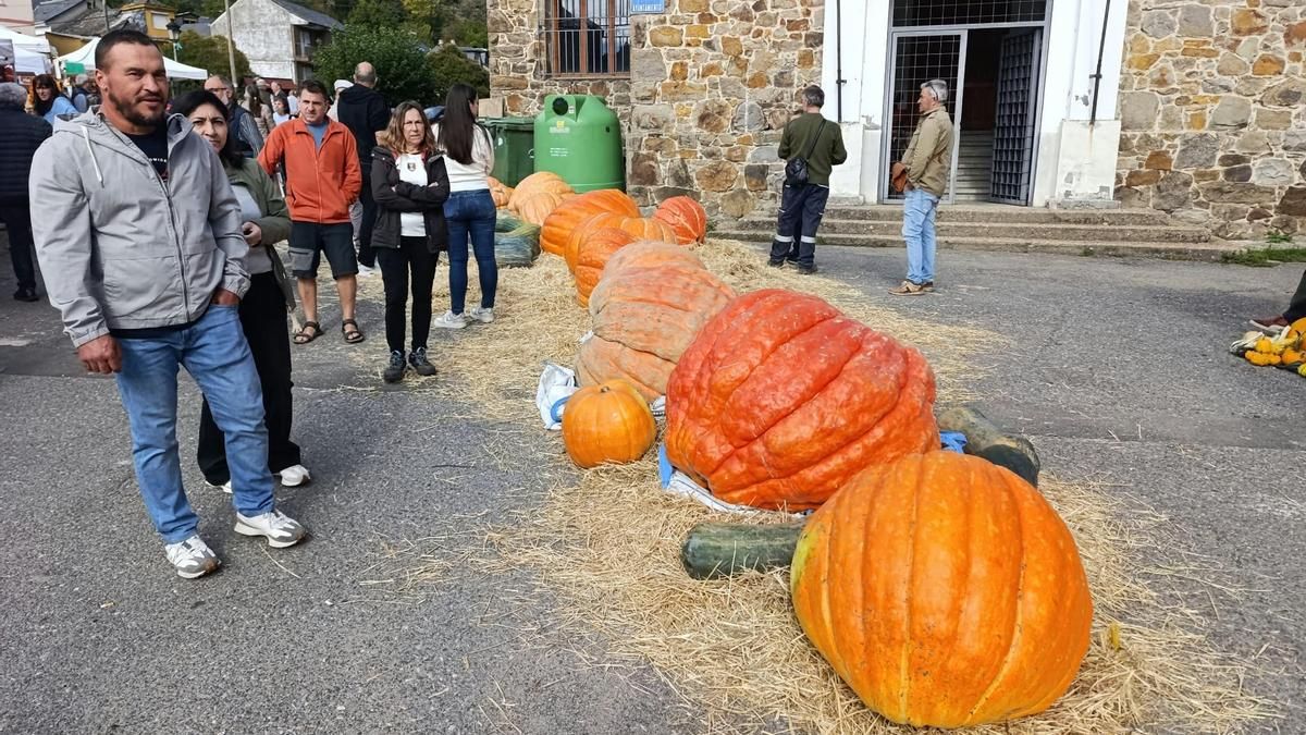 Igüeña celebra su Feria de la Calabaza con premios para los ejemplares más grandes