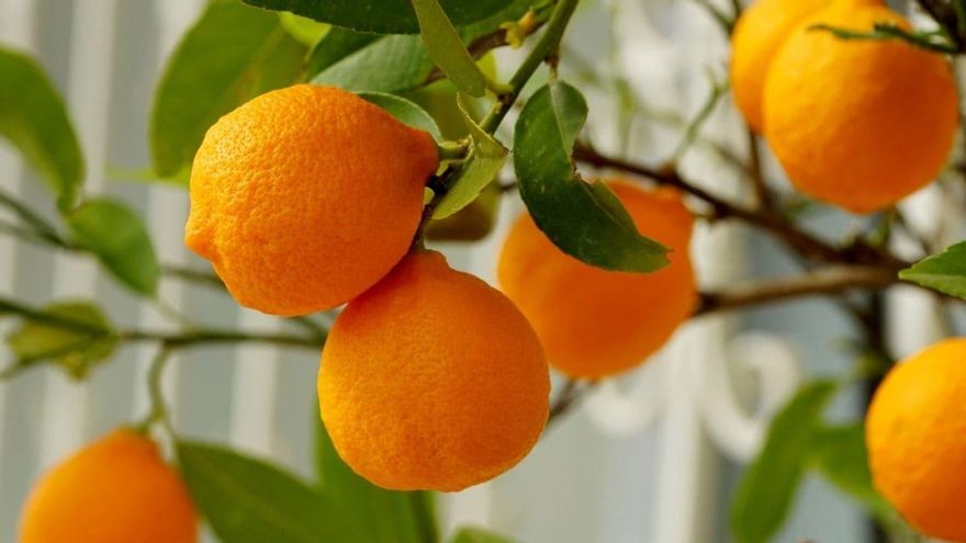 La naranja puede ayudarnos a tener un corazón fuerte y saludable