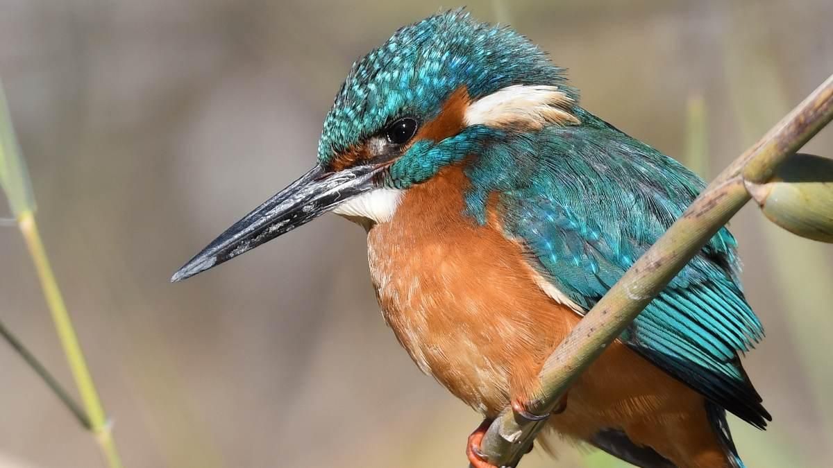Martín Pescador. Juan M. Sánchez