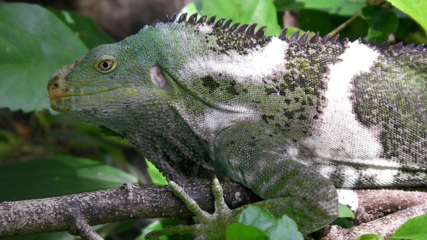 La travesía más extrema de un animal terrestre la hicieron iguanas prehistóricas sobre balsas vegetales en el Pacífico