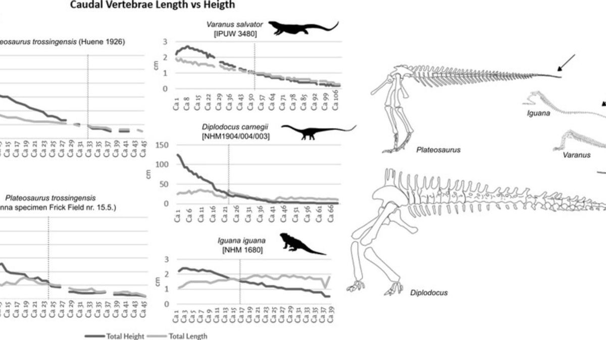 Longitud de las vértebras caudales versus altura del espécimen de Viena de Plateosaurus trossingensis (después de [4]), espécimen de Viena de Plateosaurus trossingensis (Frick Field no. 15.5), Varanus salvator (IPUW 3480), Diplodocus carnegii (NHMW-Geo-1904/0004/0003, elenco), Iguana iguana (NHMW-ZOO-HS-1680). Todas las siluetas a escala creadas por TF Arrows marcan la cola del látigo