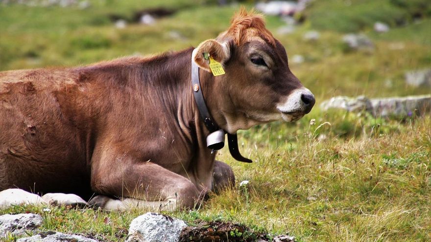 Apuntan un aumento de mortalidad en vacuno en Ciudad Real y Toledo, provincias afectadas por la Enfermedad Hemorrágica