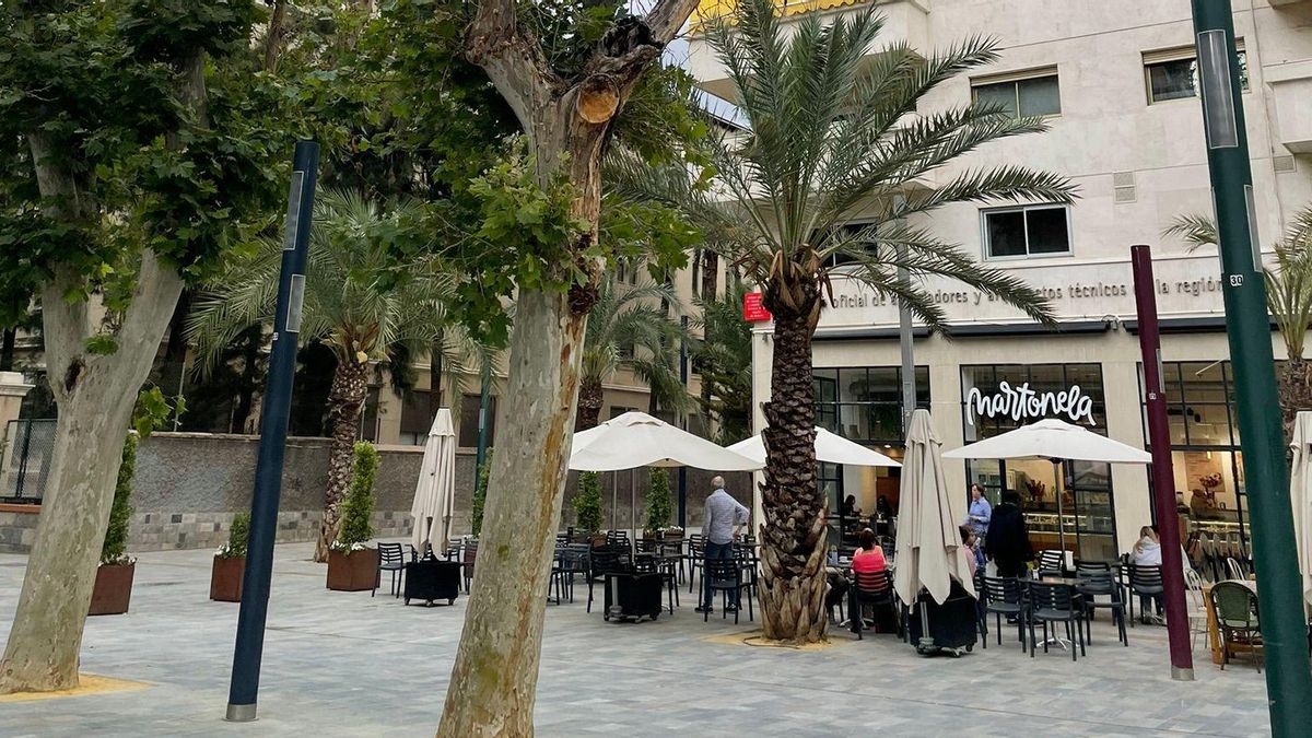 Árboles en el paseo de Alfonso X el Sabio, Murcia