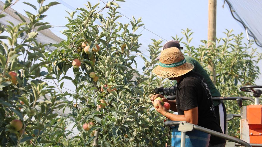 Muere un jornalero mientras trabajaba a más de 40 grados en Alcarràs (Lleida)