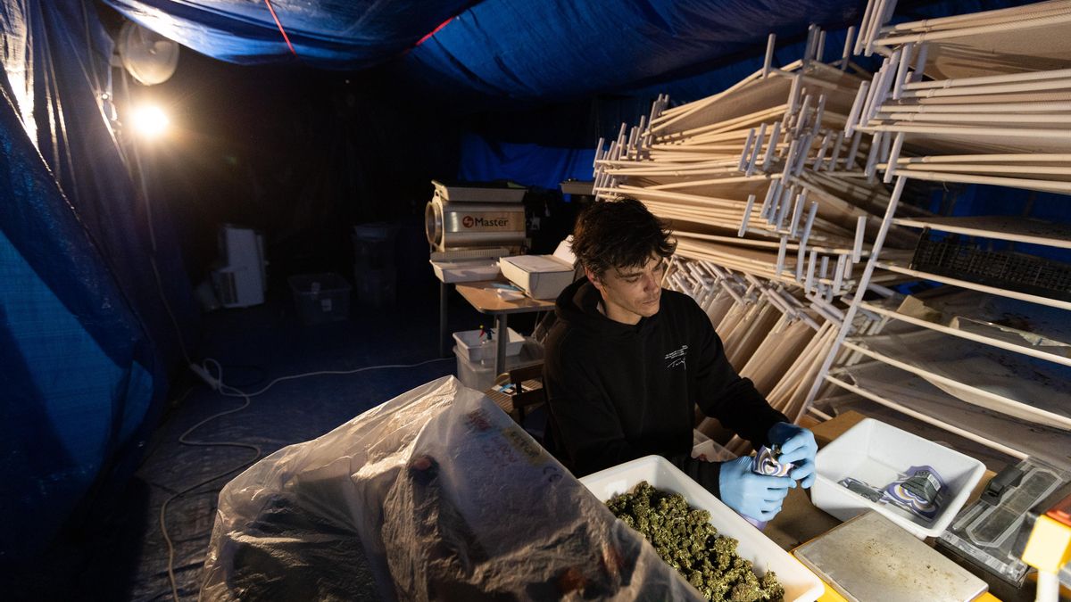 Roger Fernández, en una de las naves en las que almacenan las flores de CBD.