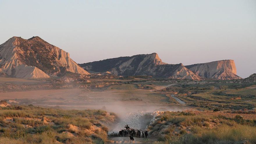 Trashumancia en las Bardenas Reales.