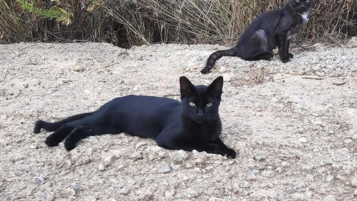 Imagen de archivo de dos gatos