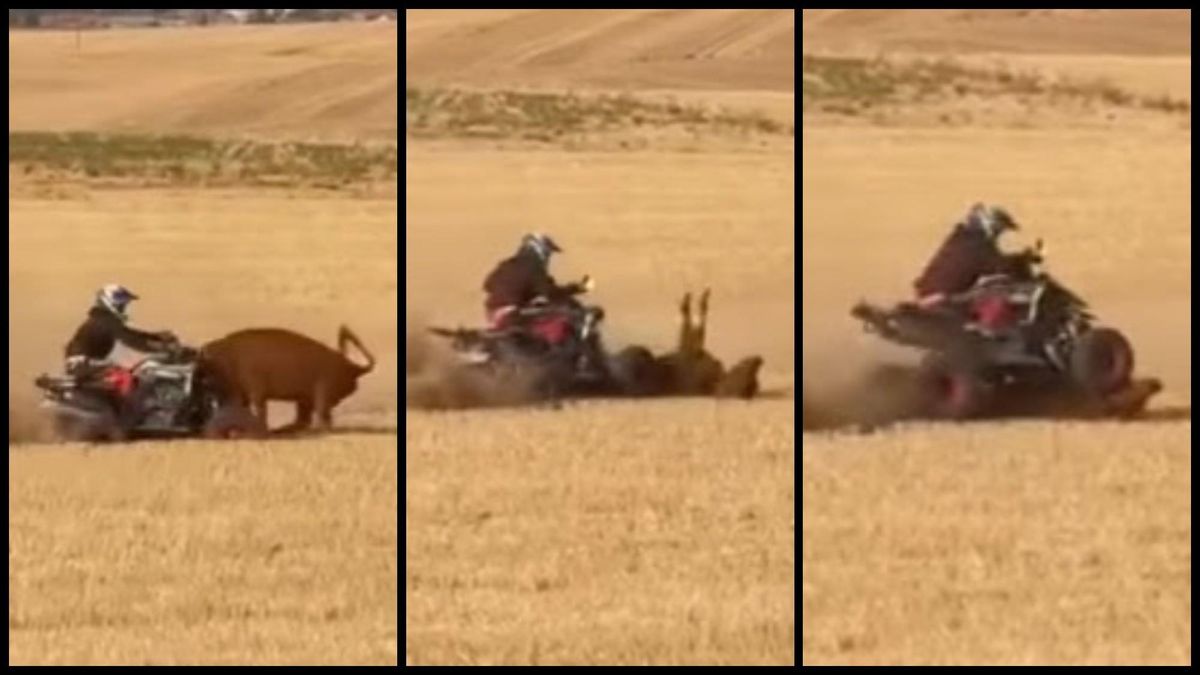 Secuencia del atropello mortal a la vaquilla en un encierro en Bolaños de Campos, Valladolid.