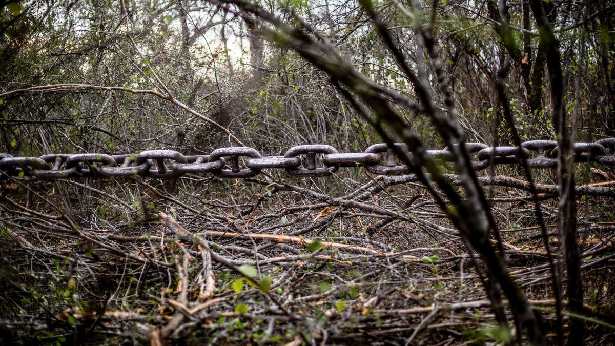 Arrasaron más de 3.300 hectáreas de bosques en Salta y y el avance sobre territorios de comunidades wichí