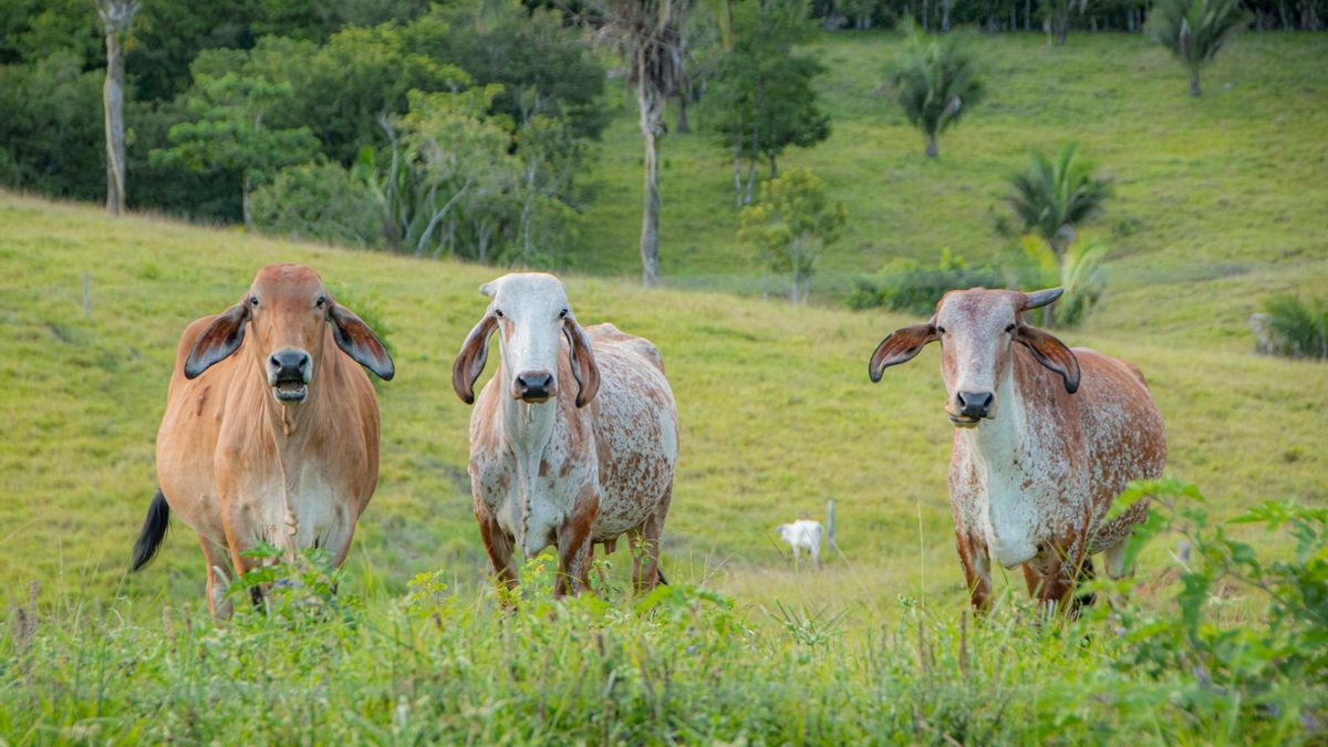 Después del Acuerdo de Paz de 2016, la ganadería extensiva cobró fuerza en distintas zonas del Caquetá, en Colombia, y se convirtió en una de las principales actividades de ocupación de nuevas tierras. Foto: obtenida por Mongabay Latam durante la investigación