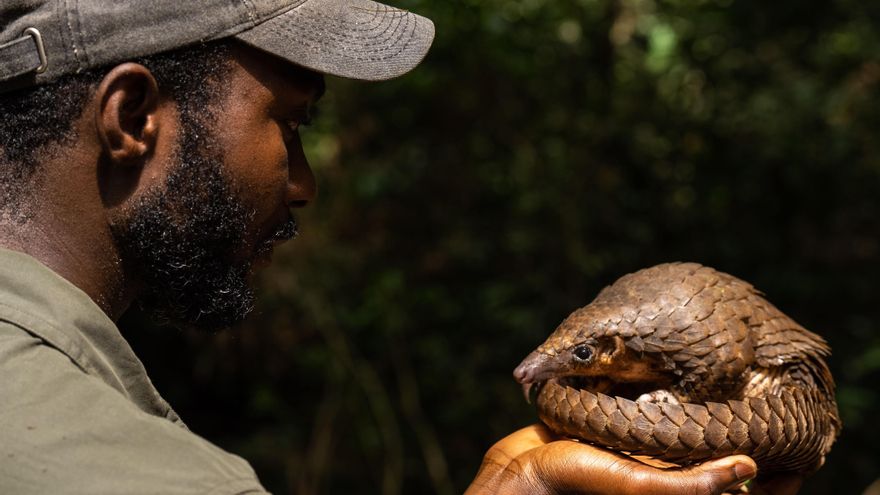 Sorpresa sobre el tráfico ilegal de pangolines: en África los matan por su carne, no por sus ‘poderes curativos’