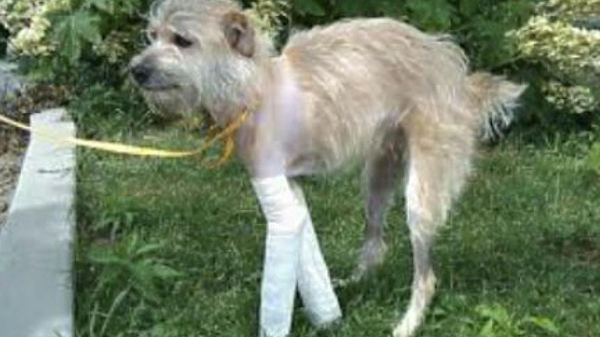 Mason se las ingenió, no se sabe muy bien cómo, para volver con su familia