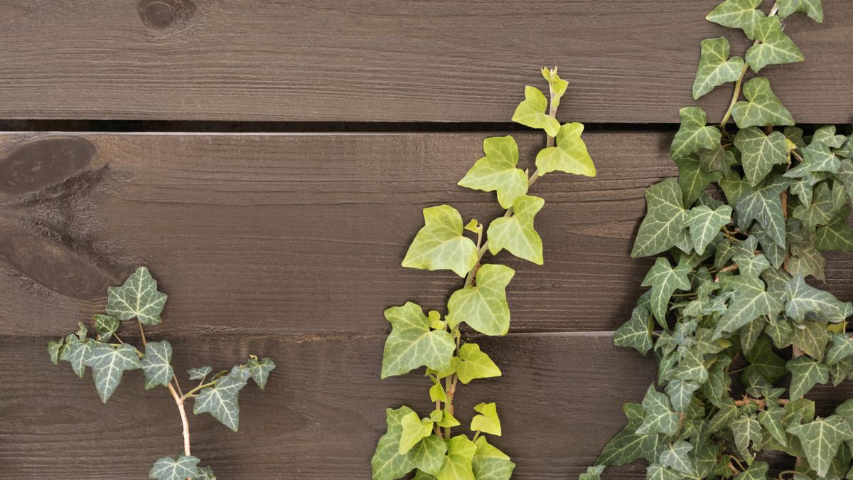 Las plantas trepadoras buscan apoyarse en estructuras cercanas para ascender: