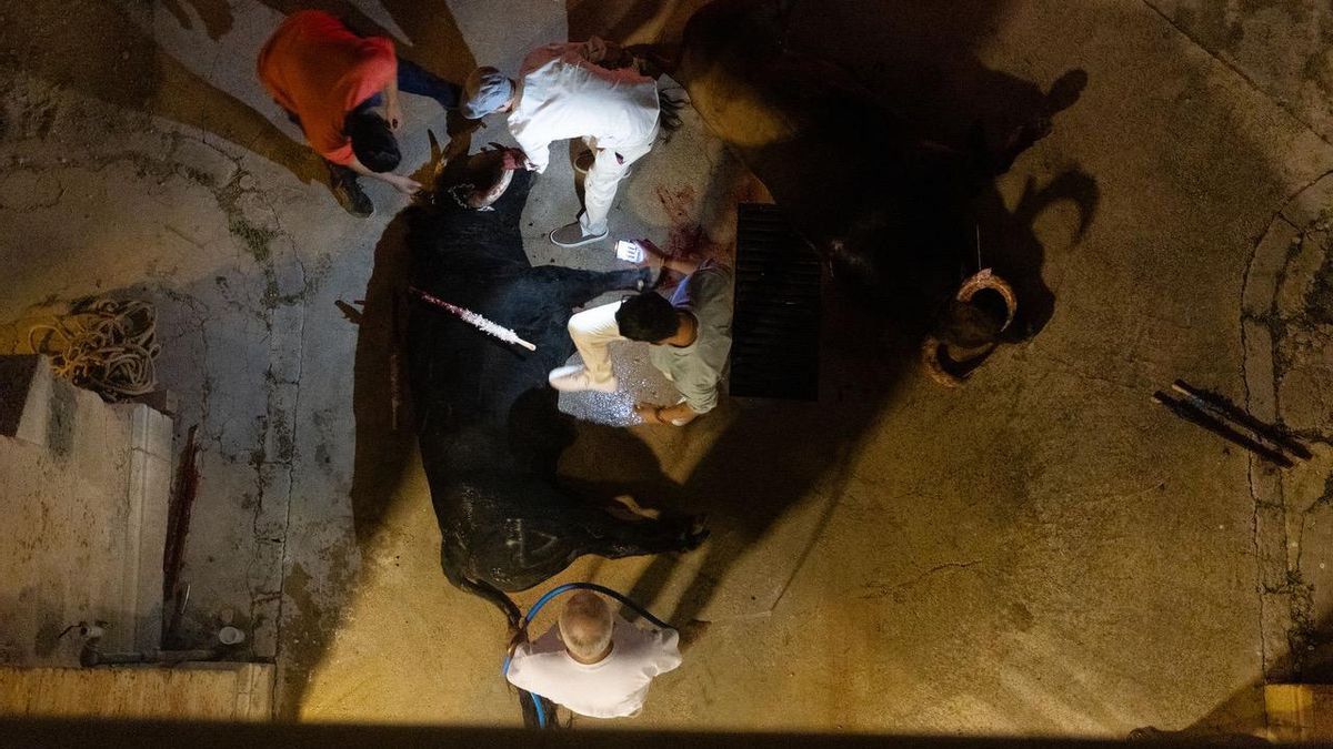 Los mozos de la plaza trataron de evitar que se fotografiara a los toros muertos.