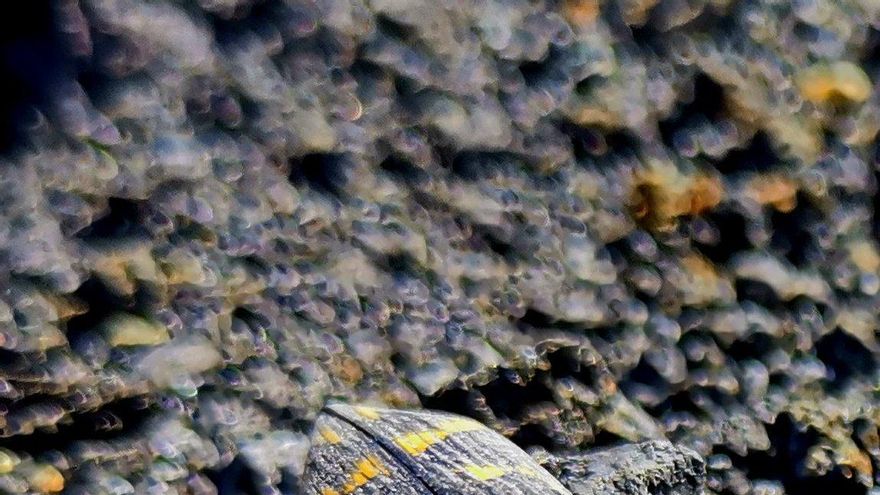 Un insecto camuflado en el suelo con cristales de azufre del volcán de La Palma