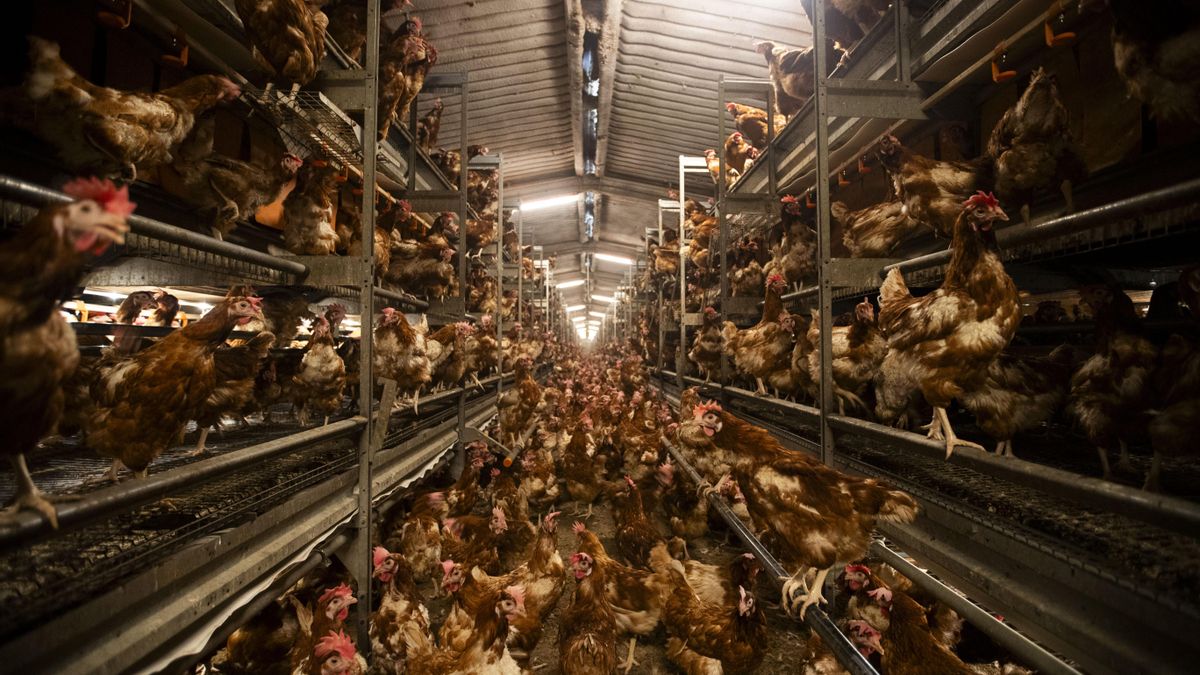 Gallines camperes en una de les naus de la granja de Son Perot en una de les fotografies fetes durant una visita d'elDiario.es a les instal·lacions