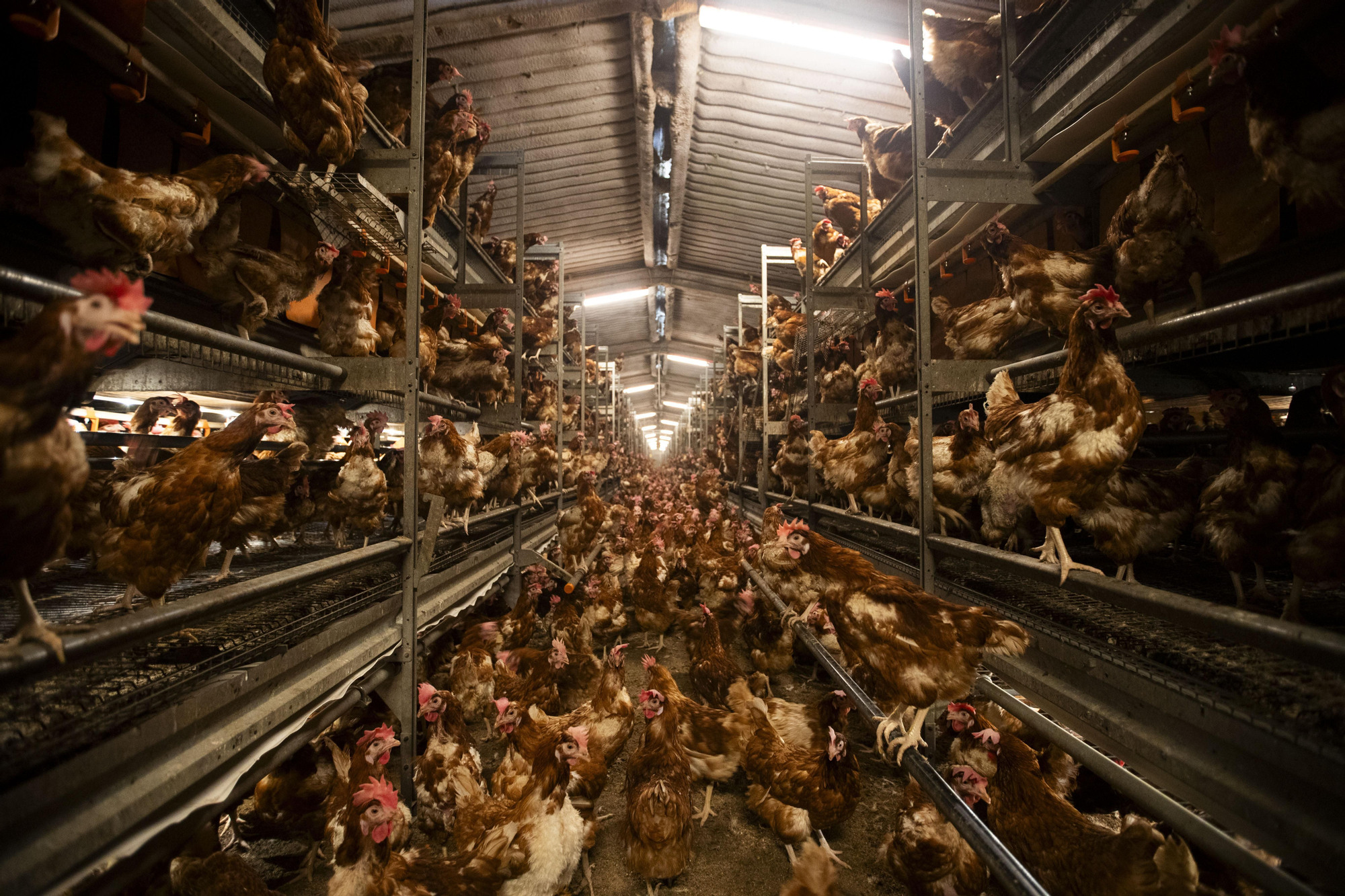 Gallines camperes a una de les naus de la granja de Son Perot en una de les fotografies fetes durant la visita d'elDiario.es a les instal·lacions aquest dimecres.