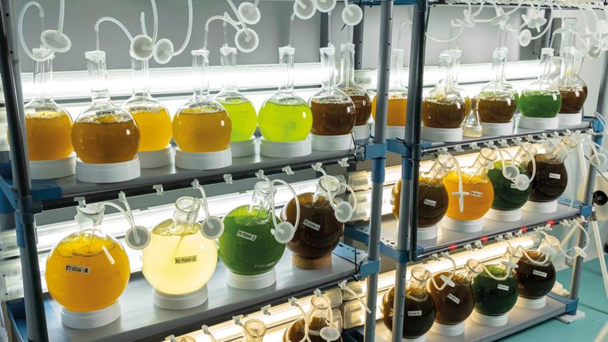 Muestras recogidas en el laboratorio.