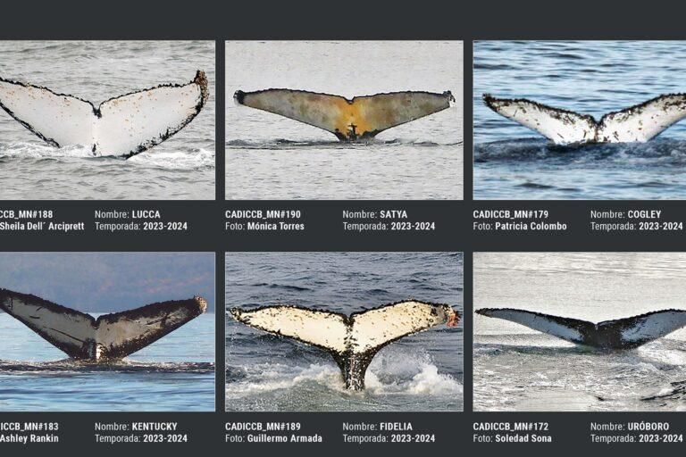 Fotografías de ballenas jorobadas en el catalogo de fotoidentificación de los ejemplares que llegan a la zona del Canal de Beagle. Foto: CADIC-WCS Argentina