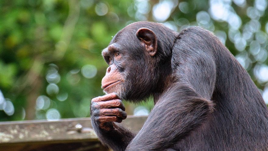 Un estudio demuestra que los chimpancés pueden razonar y revisar sus creencias al recibir nueva información
