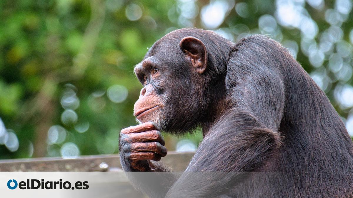 Un estudio demuestra que los chimpancés pueden razonar y revisar sus  creencias al recibir nueva información